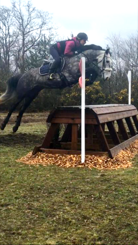 Show jumping horse ridden by Stephi Dyason